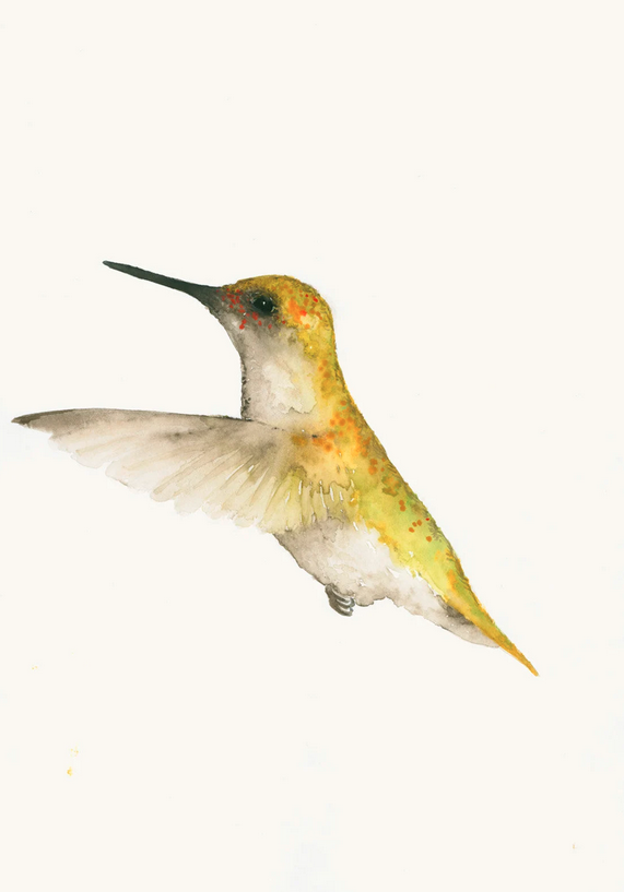 Kunstdruck Aquarell Kolibri Gelb